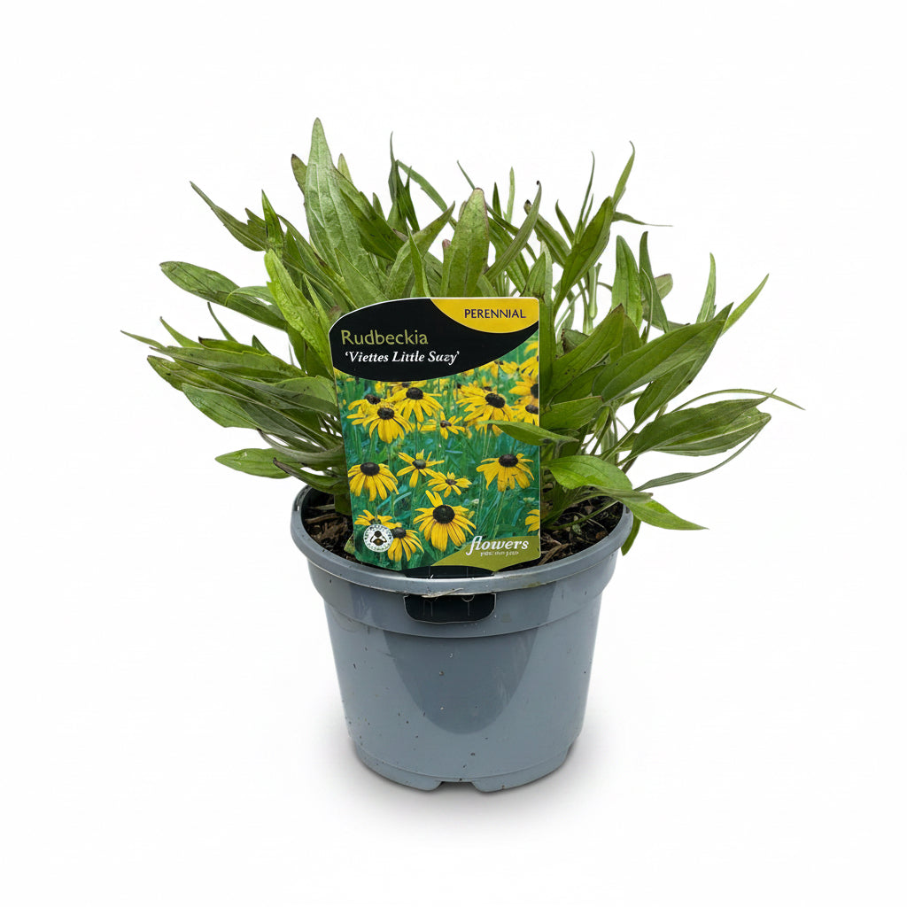 Rudbeckia fulgida Viettes Little Suzy