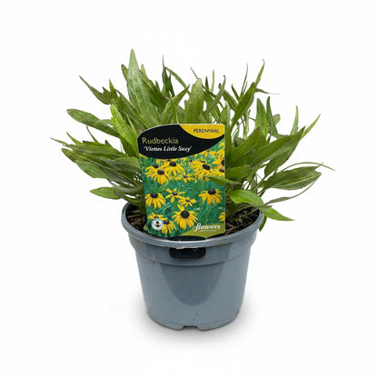 Rudbeckia fulgida Viettes Little Suzy