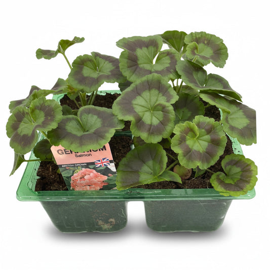 Bedding Geranium Salmon