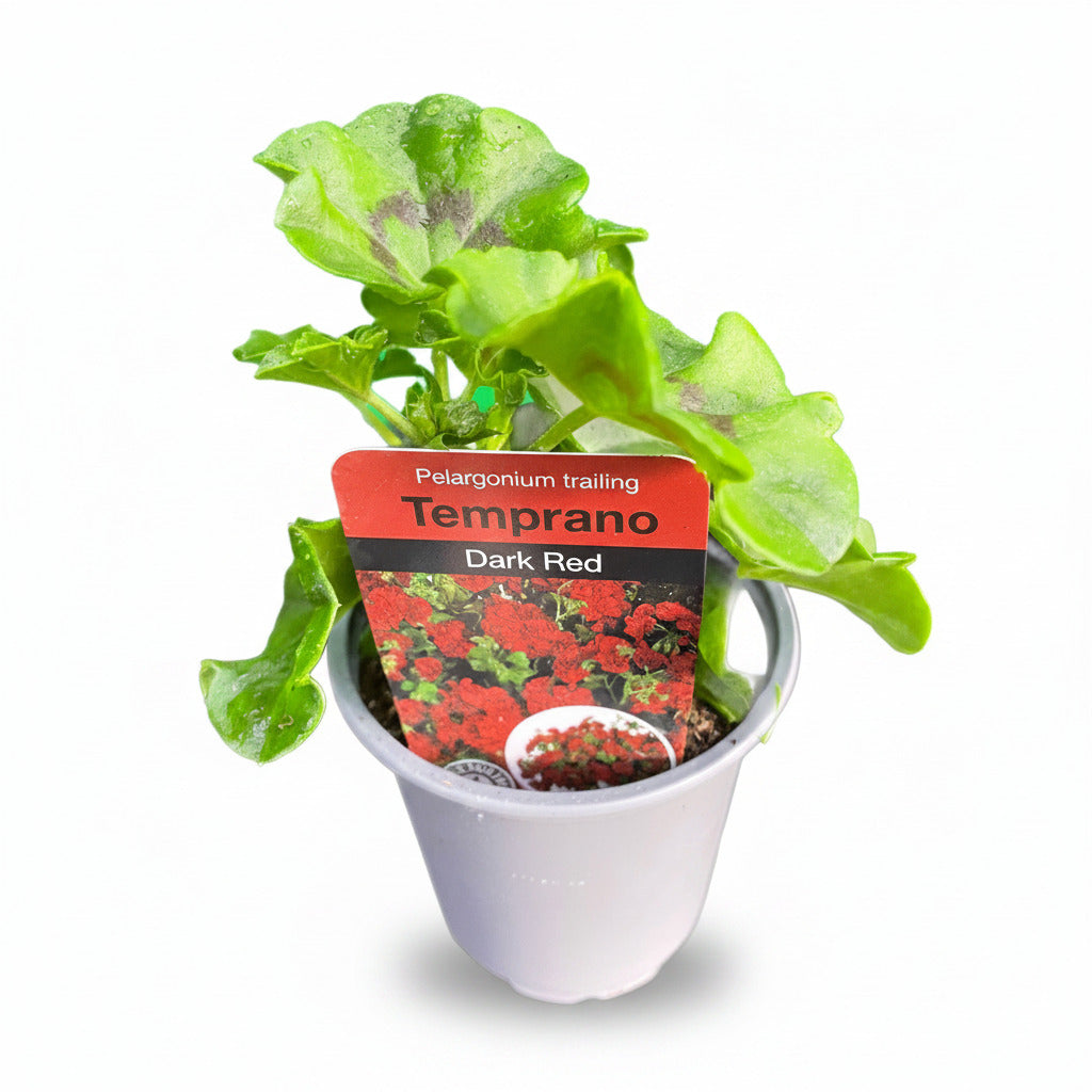 Geranium Trailing Temprano Dark Red