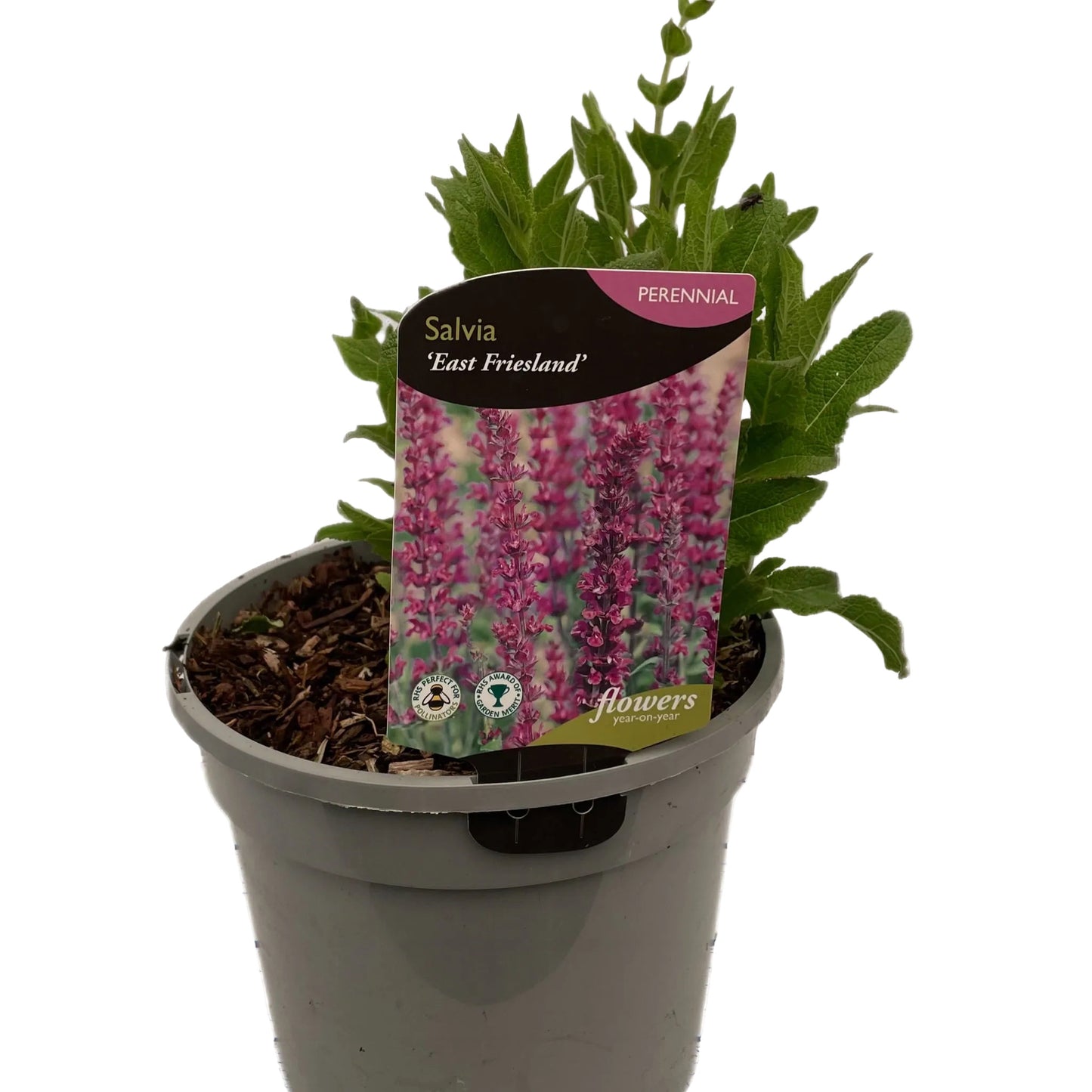 Salvia nemorosa East Friesland