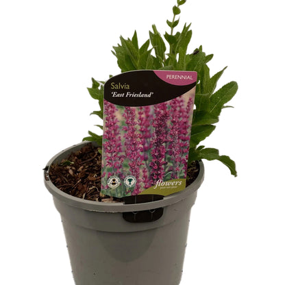 Salvia nemorosa East Friesland