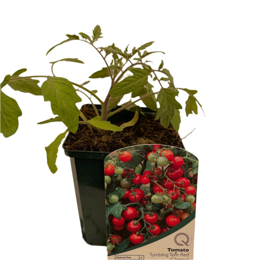 Tomato Tumbling Tom (Cherry)