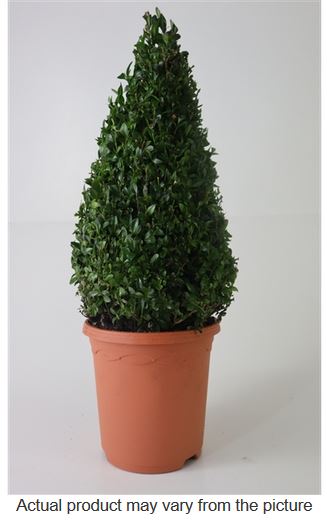 Buxus sempervirens pyramid