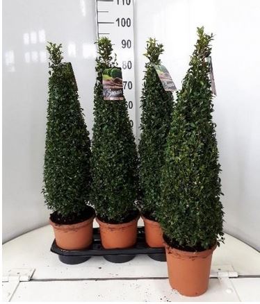 Buxus sempervirens pyramid