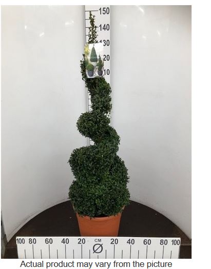 Buxus sempervirens spiral