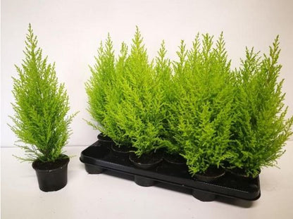 Cupressus mac. Goldcrest