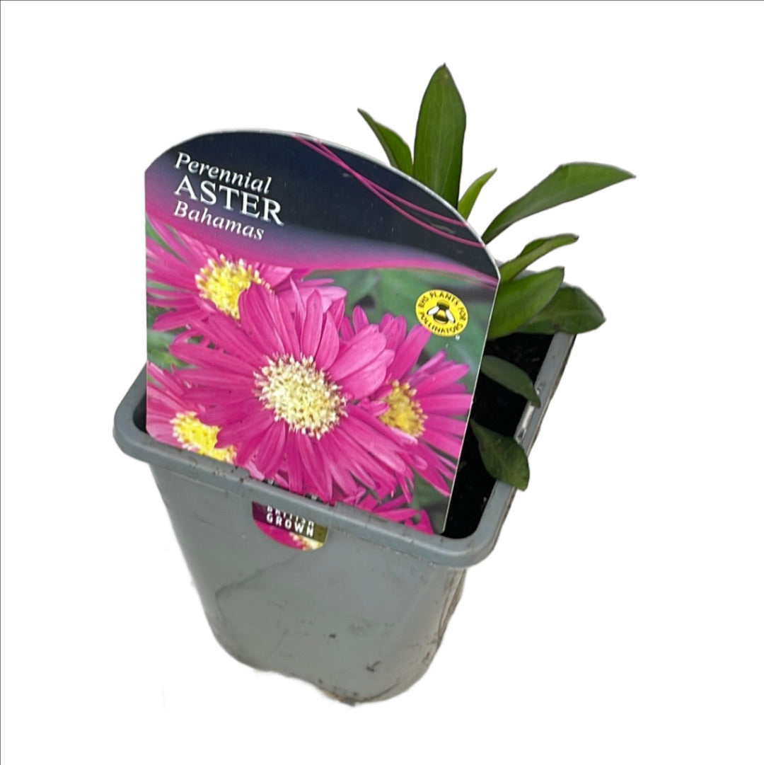 Aster novi-belgii Bahamas