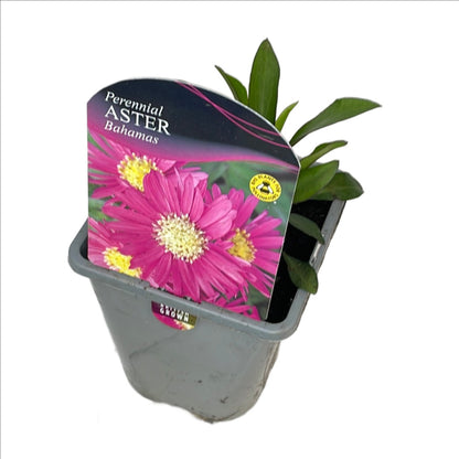 Aster novi-belgii Bahamas