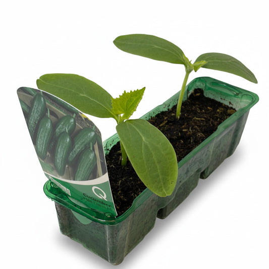 Two young cucumber plants with green leaves growing in a black plastic tray, with a label showing the product name 'Cucumber Mini'.