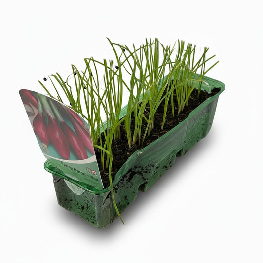 Spring Onion Red