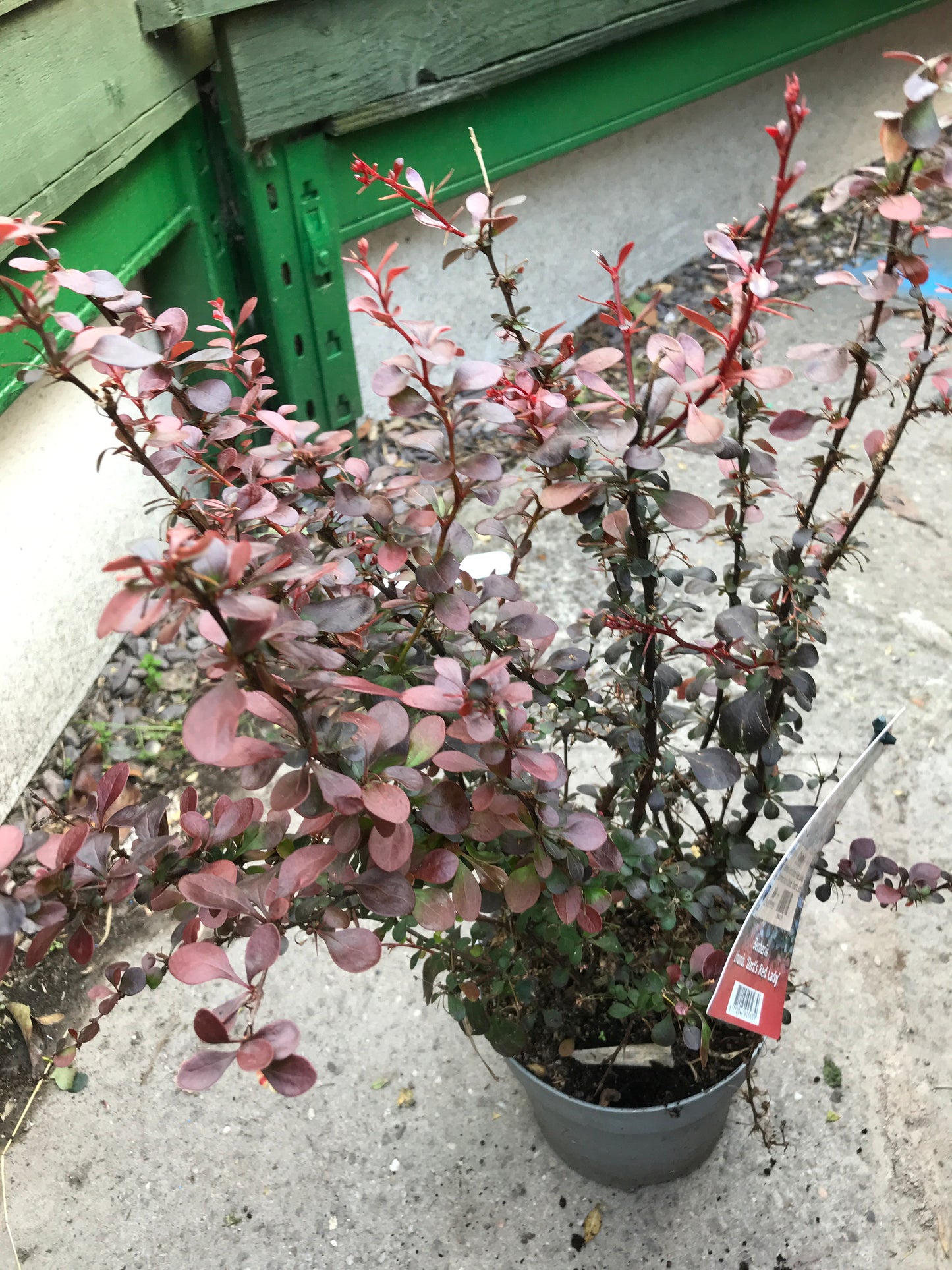 Berberis thun Darts Red Lady