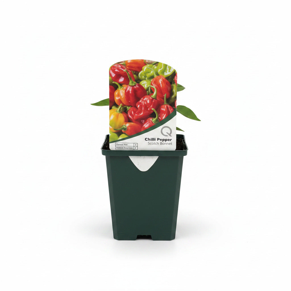 Chilli Pepper Scotch Bonnet