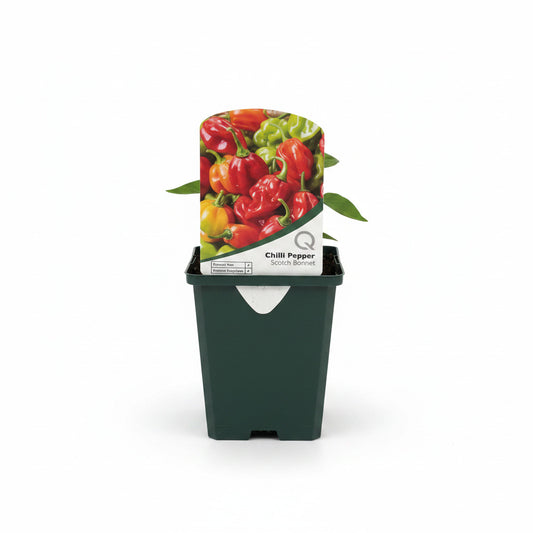 Chilli Pepper Scotch Bonnet