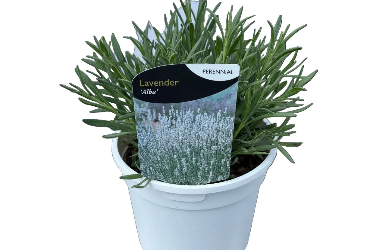 Lavandula angustifolia Alba