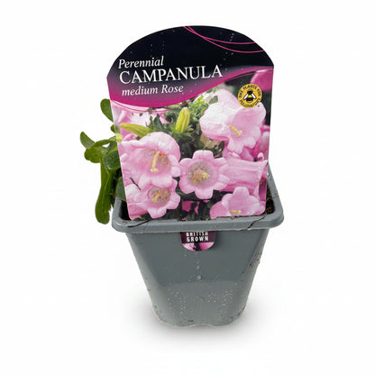 Campanula medium Rose
