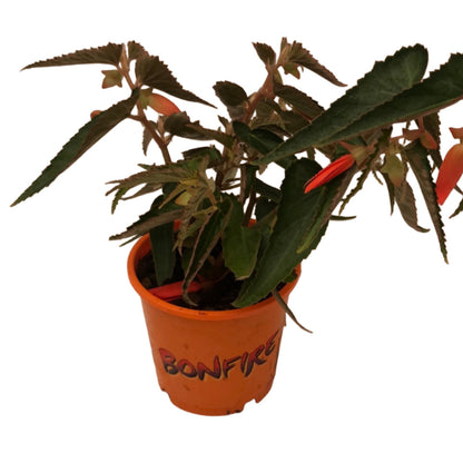 Begonia Tu Bonfire Orange