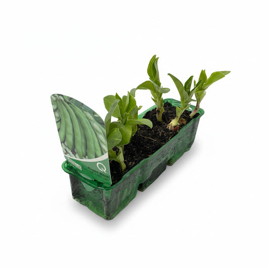 A photo of young broad bean plants in a green plastic tray with soil, preparing for planting out in the garden.