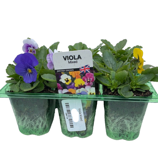 Viola Mixed