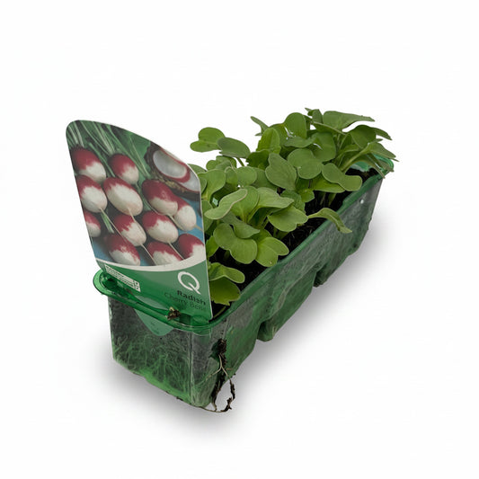 Radish