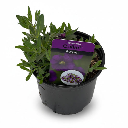 A potted Calibrachoa Callie Purple plant with green leaves and purple flowers, placed on a white surface.