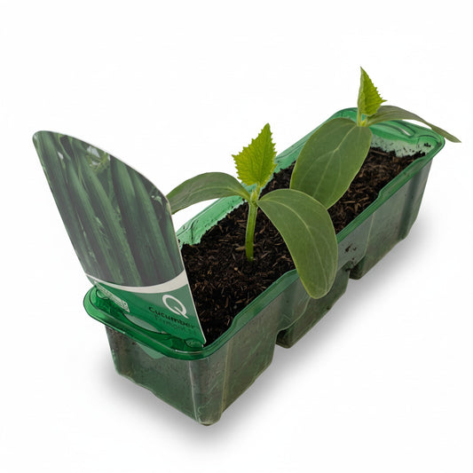 Three cucumber seedlings in a green planting tray with soil, designed for early cropping in a glasshouse setting.
