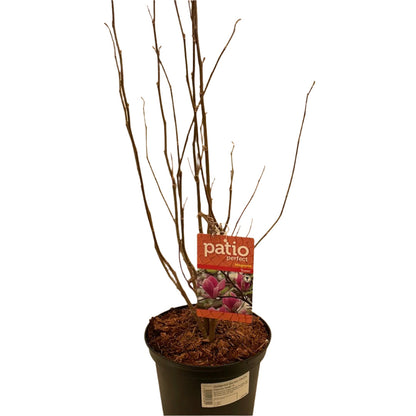 Magnolia 'Susan'