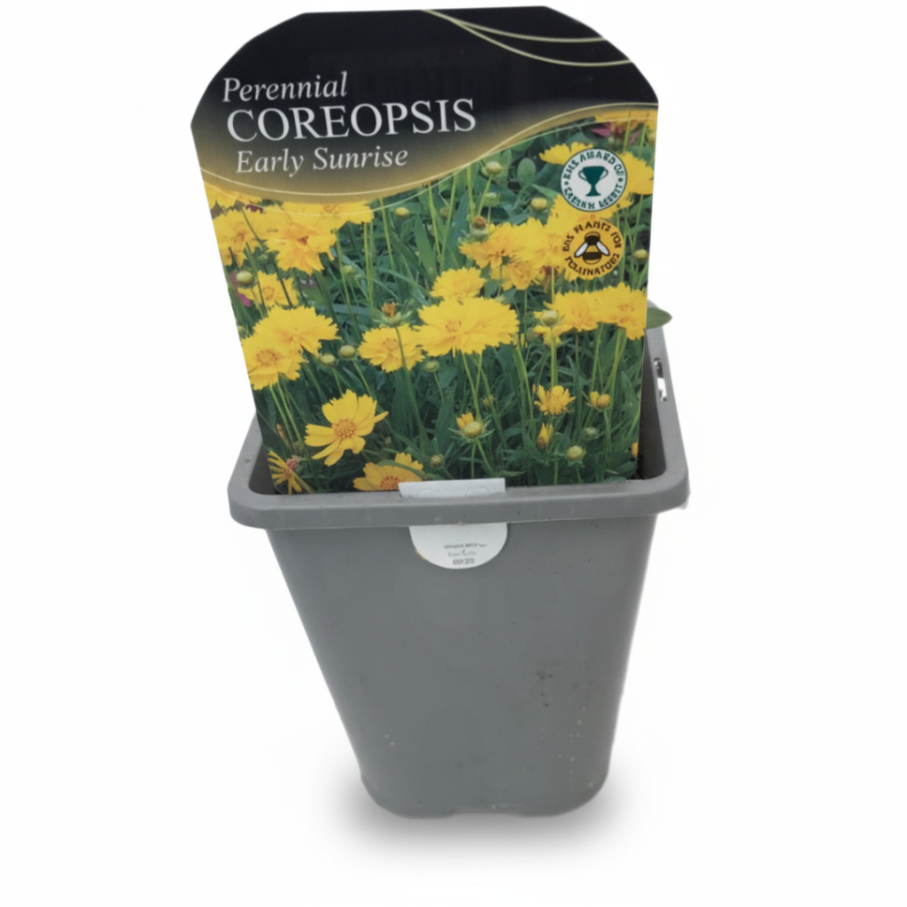 Coreopsis grandiflora Early Sunrise