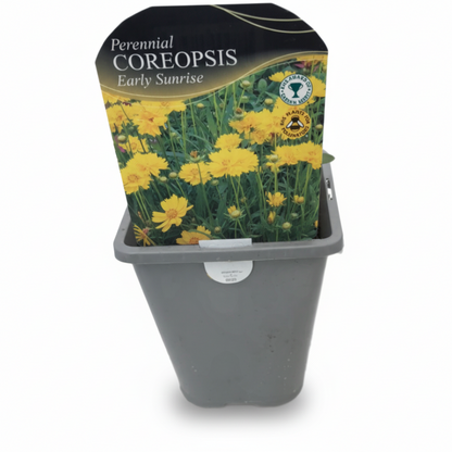 Coreopsis grandiflora Early Sunrise