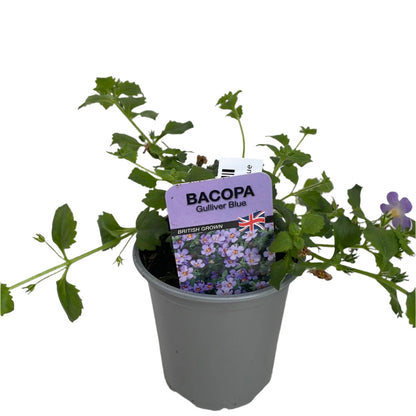 Bacopa Blue