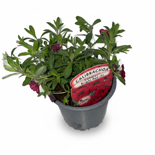 Calibrachoa ® (Million Bell) Cabaret Bright Red