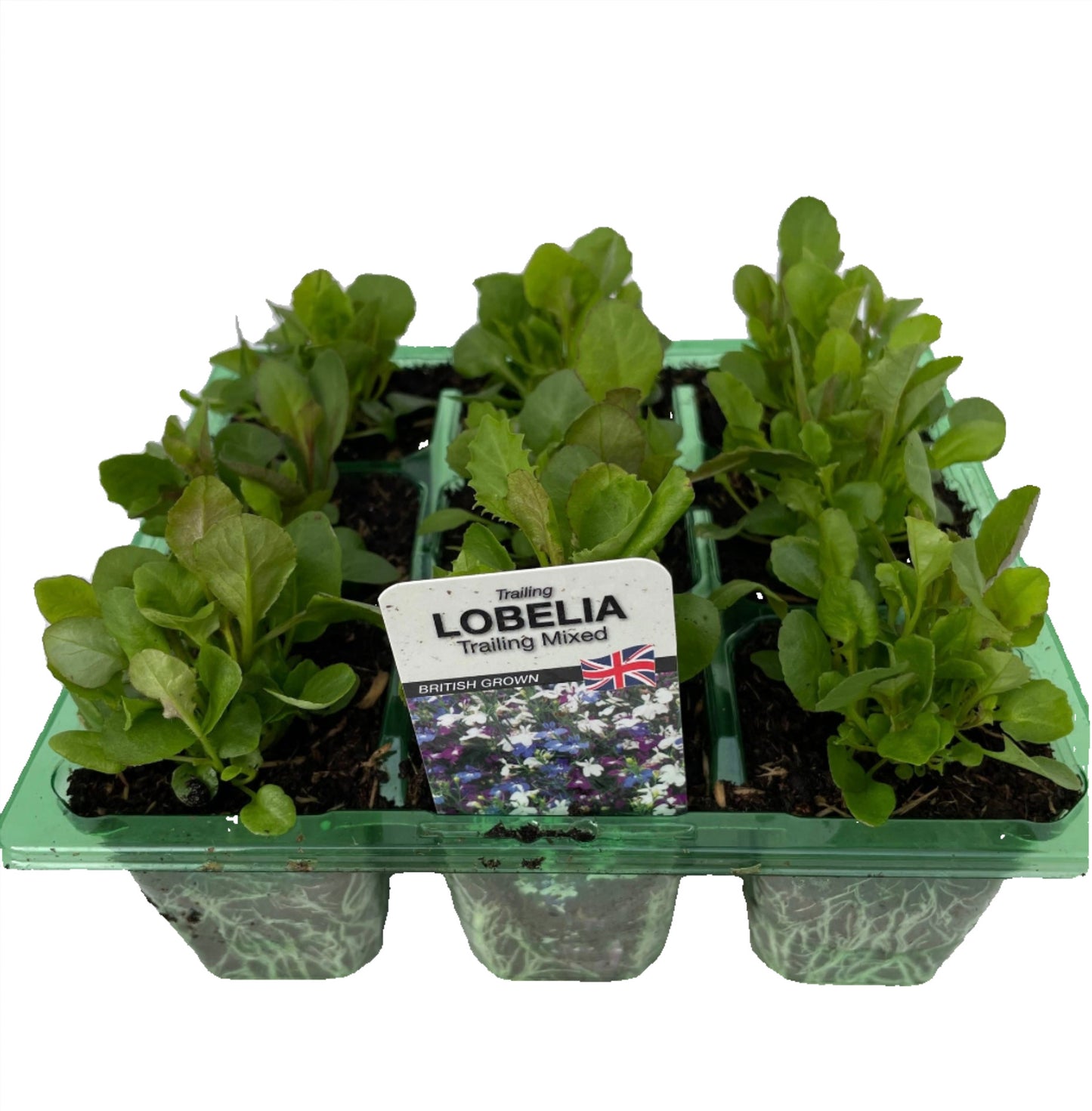 Lobelia Trailing Mixed