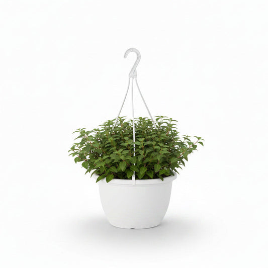 Fuchsia hanging basket