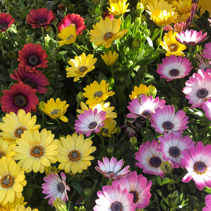 Osteospermum