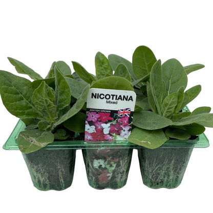 Nicotiana