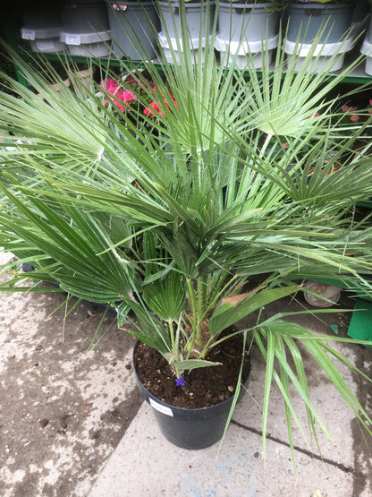 Chamaerops Humilis