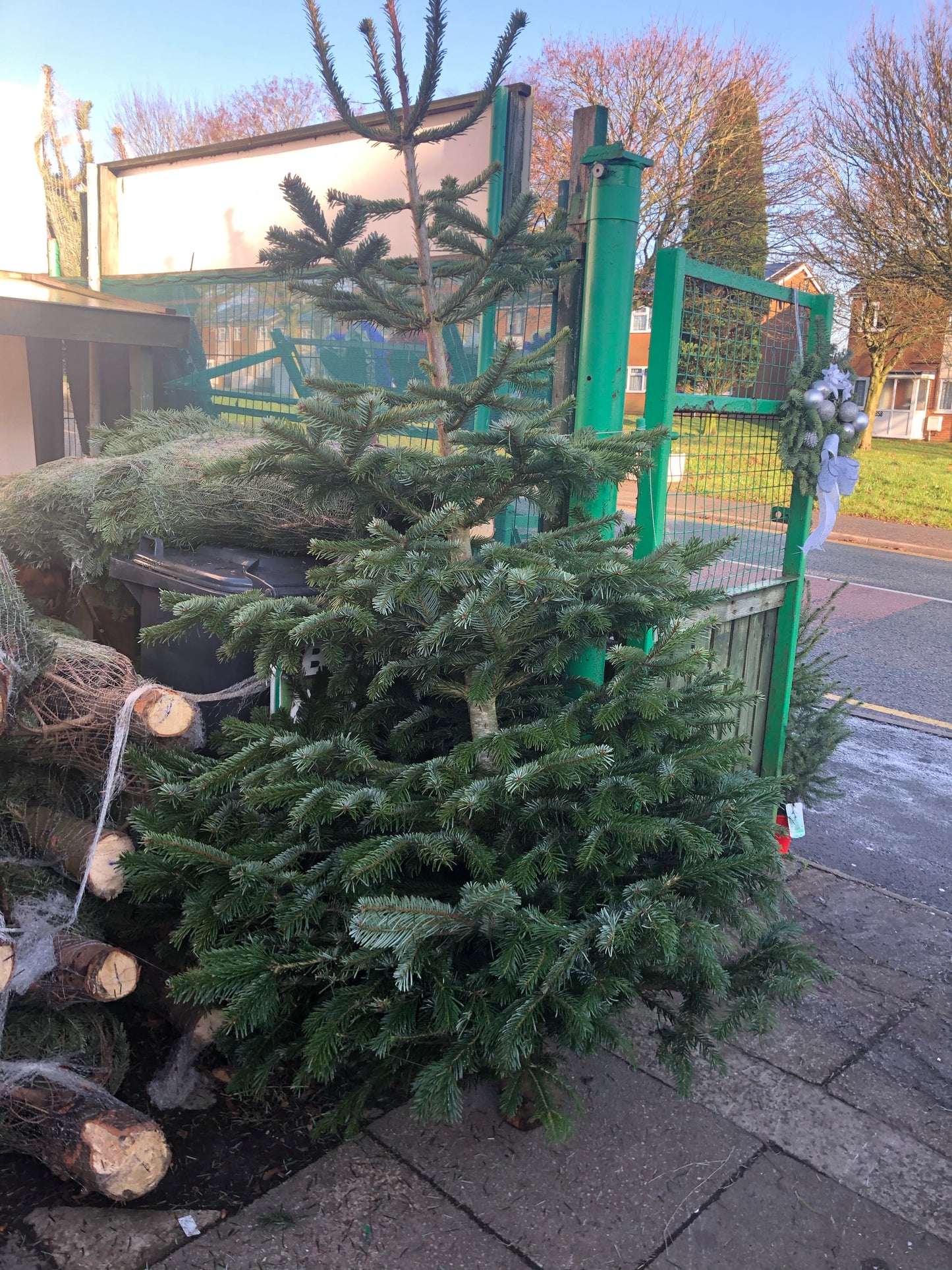 Fresh Cut Nordmann Fir Christmas Trees