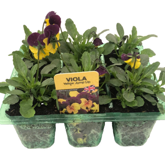 Viola yellow jump up