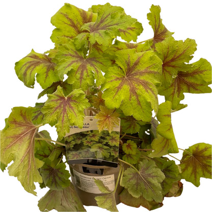 Heucherella 'Art Nouveau'