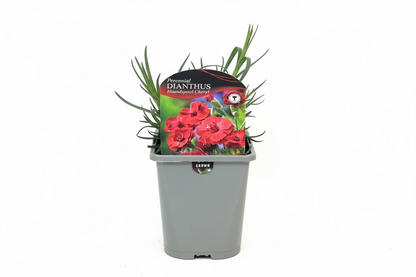 Dianthus Houndspool Cheryl