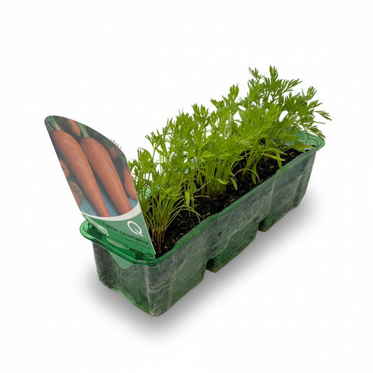 A photograph showing a row of young carrot plants growing in a green cell tray with a label in the background.