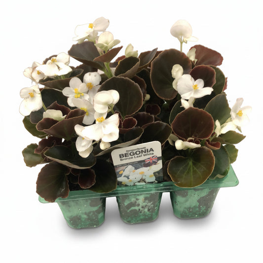 Begonia Bronze Leaf White