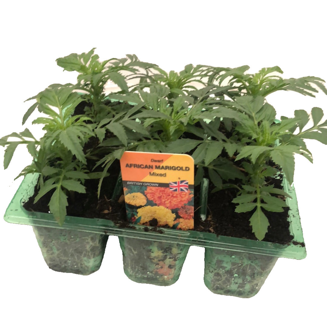 Marigold African Mixed