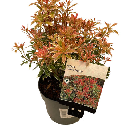 Pieris jap. 'Little Heath'