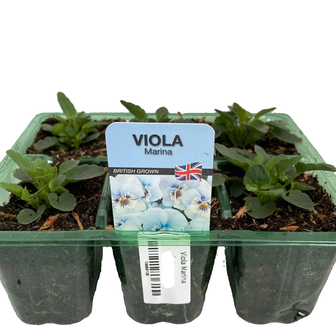 Viola Marina