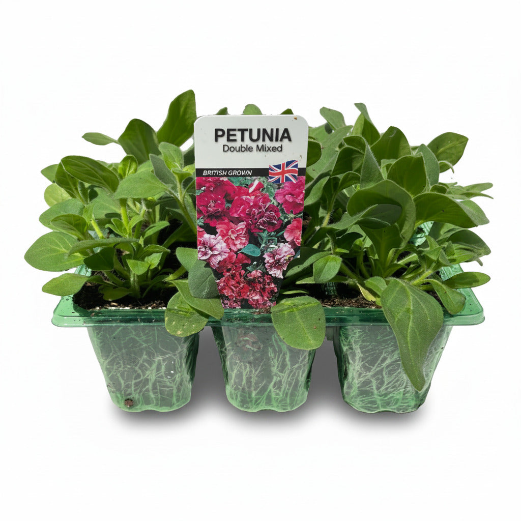 Petunia Double Mixed