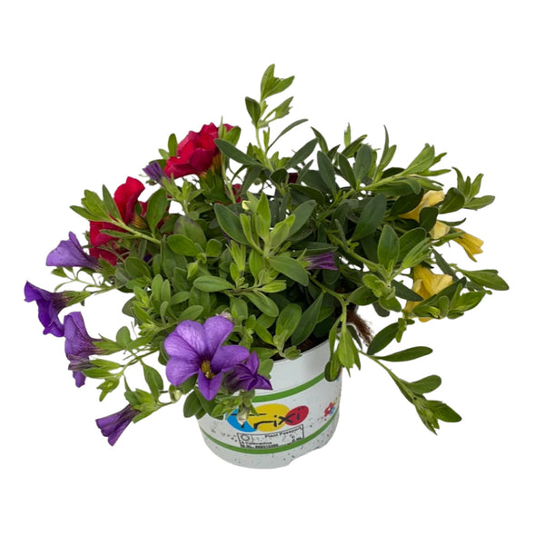 Calibrachoa Trio