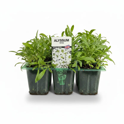 Alyssum White