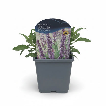 Salvia x sylvestris Blue Queen