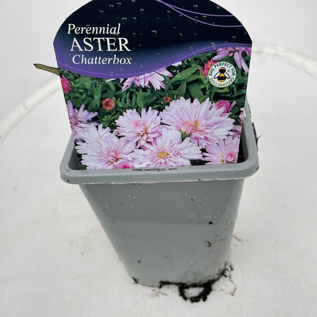 Aster novi-belgii Chatterbox